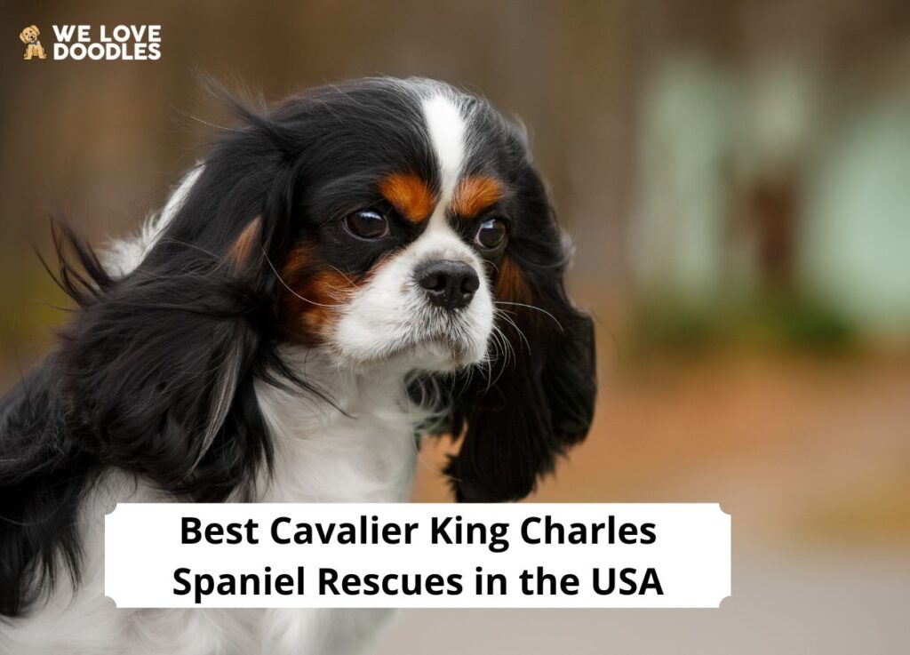 11 Best Cavalier King Charles Spaniel Rescues In The USA We Love Doodles
