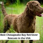 Chesapeake Bay Retriever Rescues