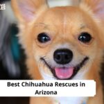 Chihuahua Rescues in Arizona