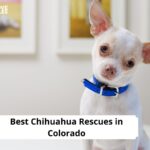Chihuahua Rescues in Colorado