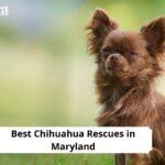 Chihuahua Rescues in Maryland