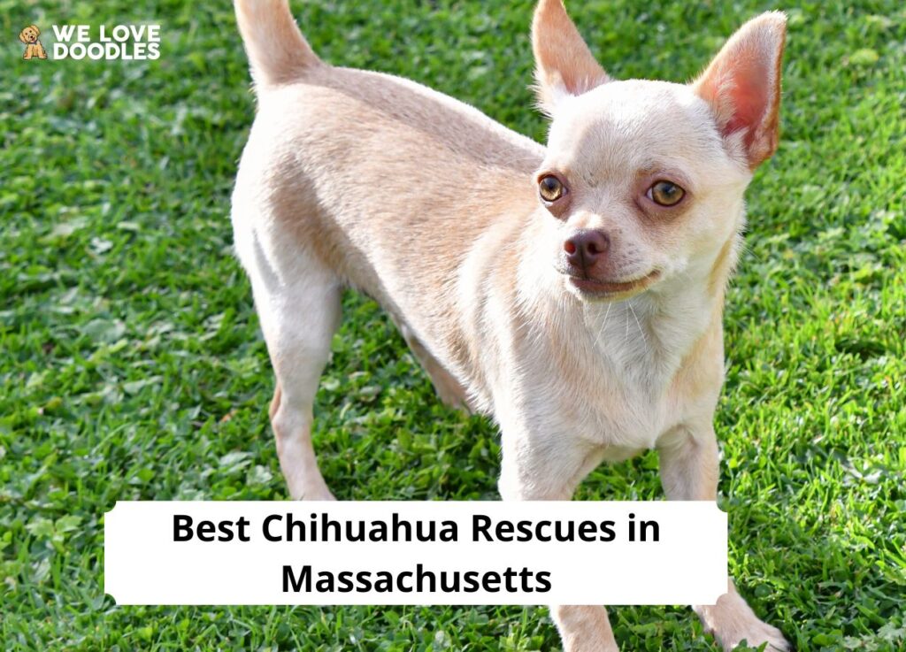 5 Best Chihuahua Rescues in Massachusetts! (2024) - We Love Doodles