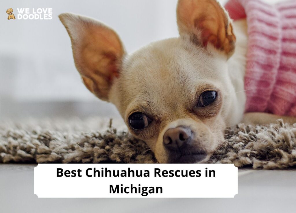 5 Best Chihuahua Rescues in Michigan! (2023) We Love Doodles