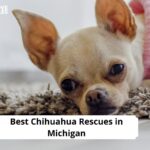 Chihuahua Rescues in Michigan