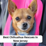 Chihuahua Rescues in New Jersey
