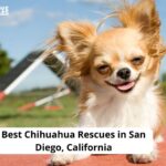 Chihuahua Rescues in San Diego