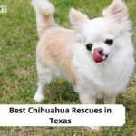 Chihuahua Rescues in Texas