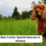 Cocker Spaniel Rescues in Arizona