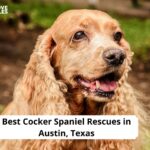 Cocker Spaniel Rescues in Austin, Texas