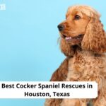 Cocker Spaniel Rescues in Houston