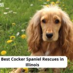 Cocker Spaniel Rescues in Illinois