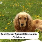Cocker Spaniel Rescues in Oklahoma
