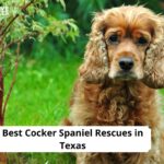 Cocker Spaniel Rescues in Texas