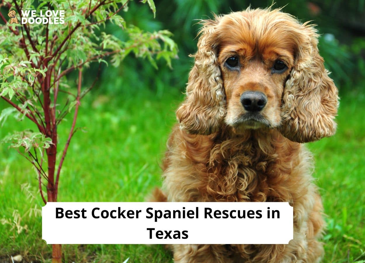 Best Cocker Spaniel Rescues In Texas We Love Doodles