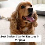 Cocker Spaniel Rescues in Virginia