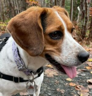 Conclusion For The Best Beagle Rescues in the Midwest