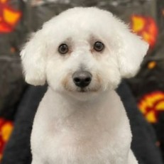 Conclusion For The Best Bichon Frise Rescues in Ohio