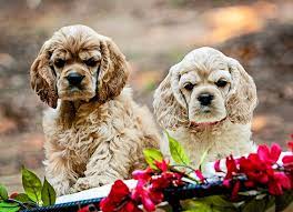 Cuttin Blue Farms (CockerSpanielVA)