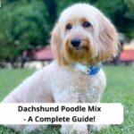 Dachshund-Poodle-Mix-A-Complete-Guide-template