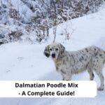 Dalmatian-Poodle-Mix-A-Complete-Guide-template