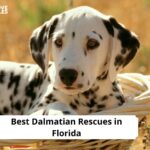 Dalmatian Rescues in Florida