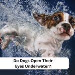 Do-Dogs-Open-Their-Eyes-Underwater-template
