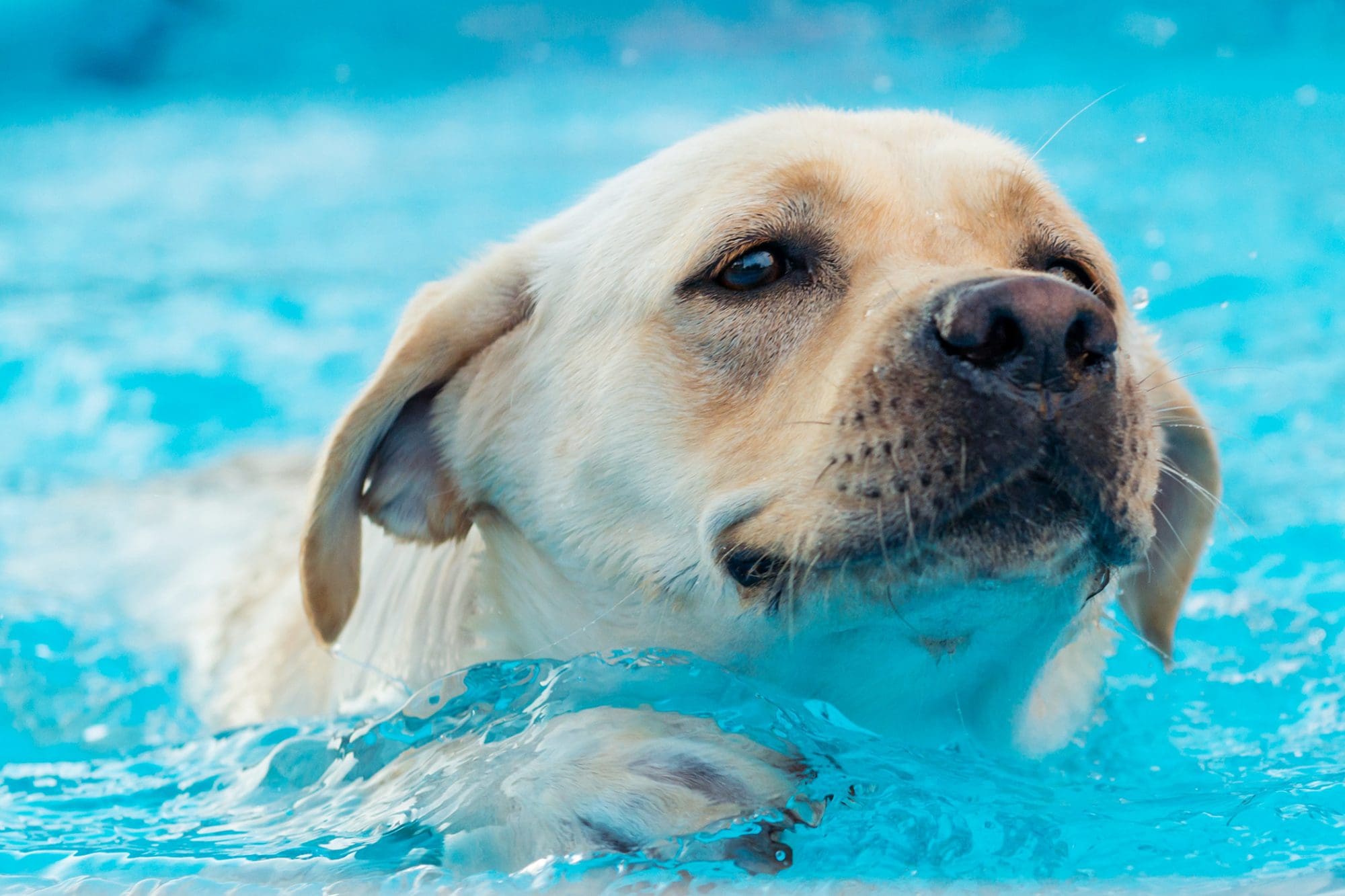 Do Dogs Open Their Eyes Underwater do-dogs-open-their-eyes-underwater