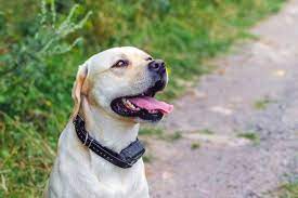 Do You Leave Rubber Tips on Shock Collar All the Time