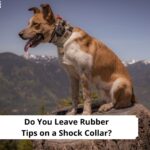 Do-You-Leave-Rubber-Tips-on-a-Shock-Collar-template