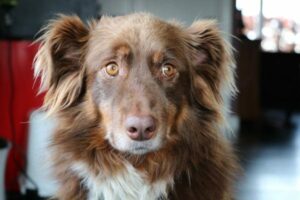 Do old dogs have seizures