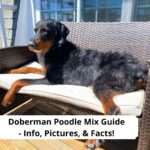 Doberman-Poodle-Mix-Guide-Info-Pictures-Facts-template