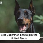 Doberman Rescues USA
