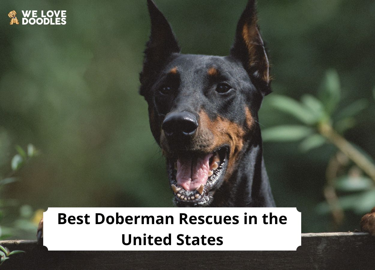 how much does it cost to adopt a doberman