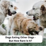 Dogs-Eating-Other-Dogs-But-How-Rare-Is-It-template