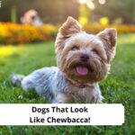 Dogs-That-Look-Like-Chewbacca-template