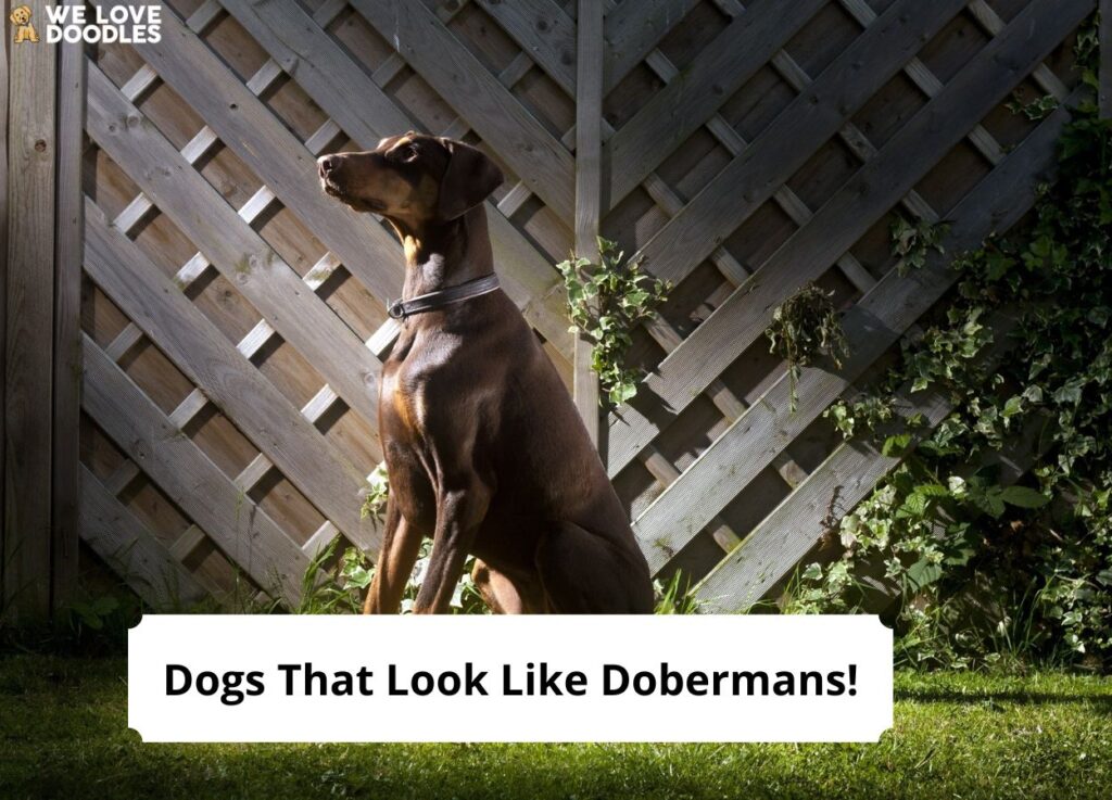 what is a doberman like