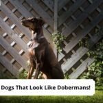 Dogs-That-Look-Like-Dobermans-template