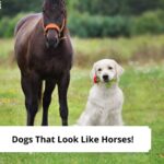 Dogs-That-Look-Like-Horses-template