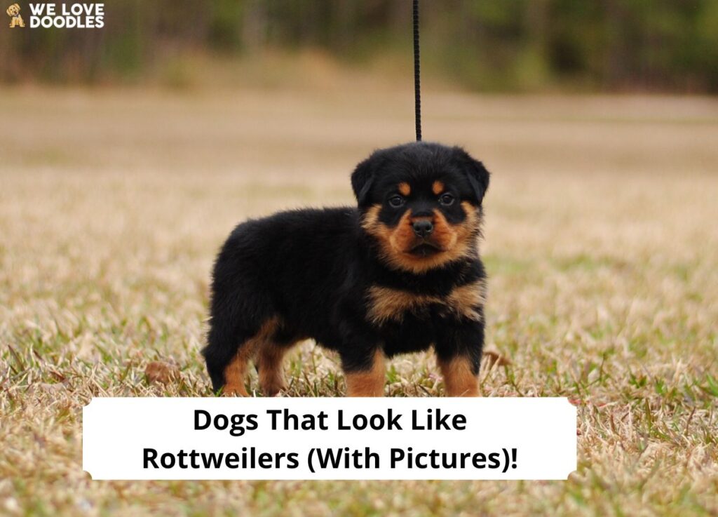 do rottweilers like water