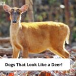 Dogs-That-Look-Like-a-Deer-template