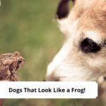 Dogs-That-Look-Like-a-Frog-template