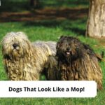 Dogs-That-Look-Like-a-Mop-template