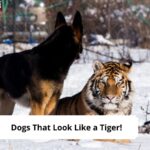 Dogs-That-Look-Like-a-Tiger-template