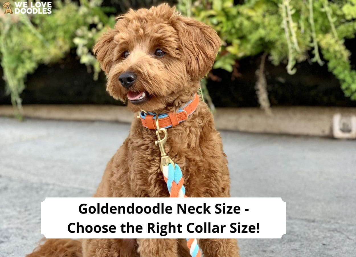 Goldendoodle Neck Size Choose the Right Collar Size! (2024) We Love