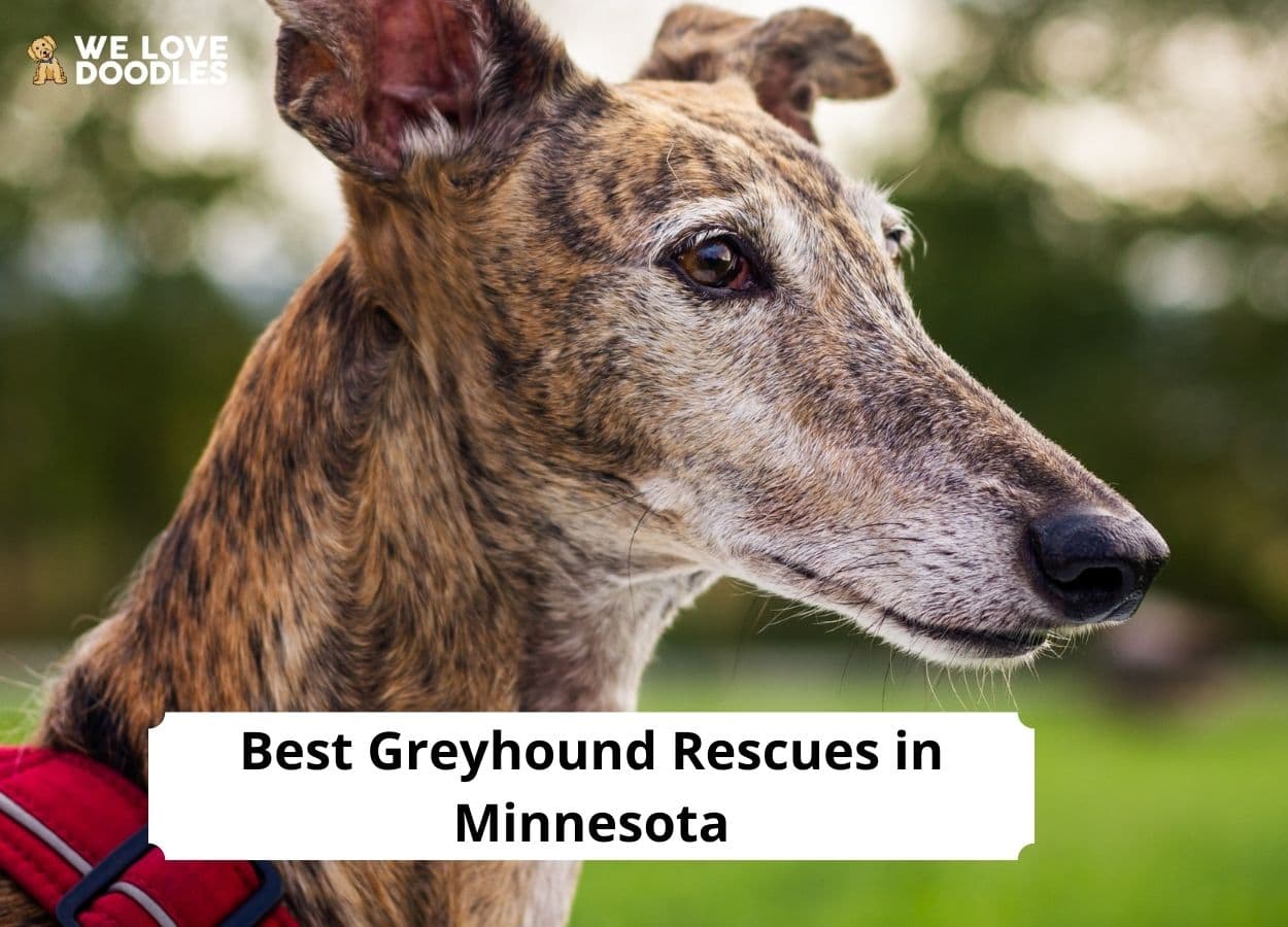 5 Best Greyhound Rescues In Minnesota 2024 We Love Doodles   Greyhound Rescues In Minnesota 