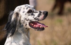 Gundogz Rescue (WirehairedPointingGriffonUSA)