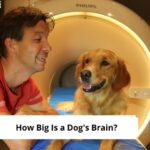 How-Big-Is-a-Dogs-Brain-template