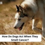 How Do Dogs Act When They Smell Cancer