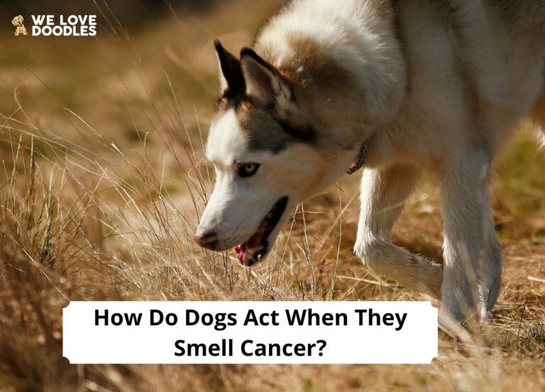 how-do-dogs-act-when-they-smell-cancer