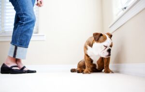 How Does Keppra Help Your Dog